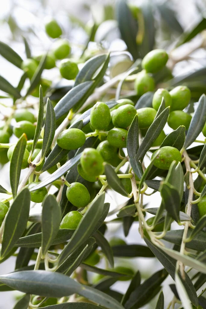 Anatolian Olive